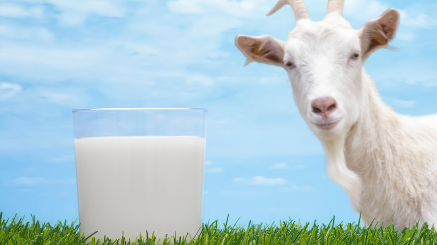 Manfaat susu kambing untuk bayi 1 tahun ke atas